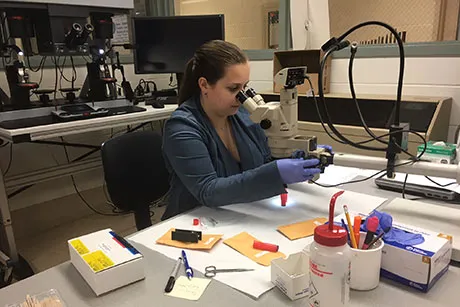 Student looks through a microscope.