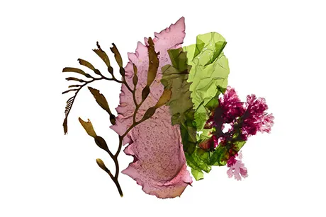 Seaweed