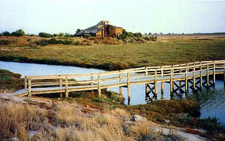 A view of salt marshes
