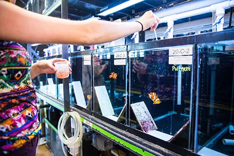 Student feeds fish inside RWU wet lab.