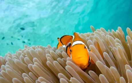 Tropical fish in a reef.