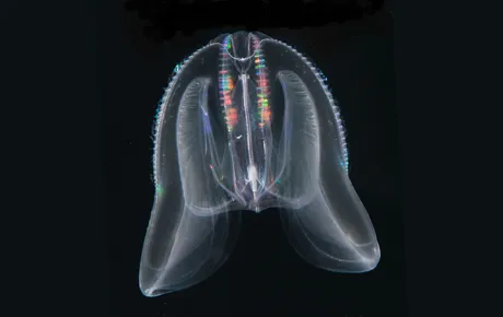 Comb jelly