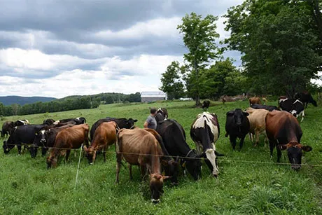 Cows grazing in field.