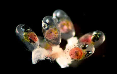 Fish larvae