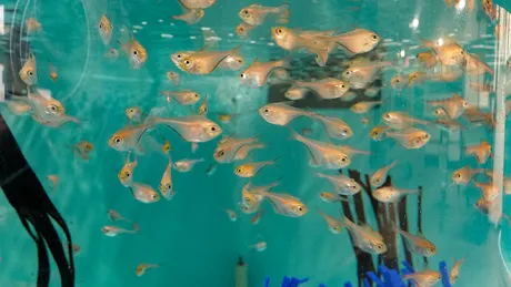 Fish in holding tank.