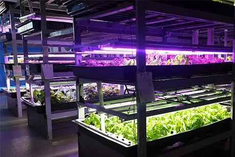 Plants growing in hydroponics system.