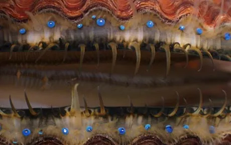 Close look at a scallop