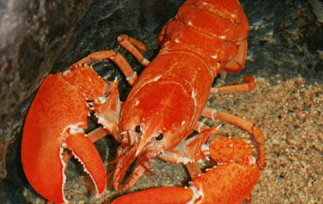 lobster