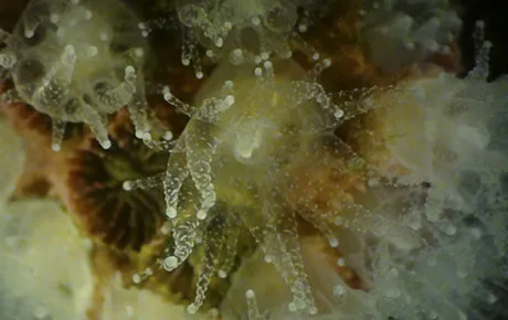 Close-up of a coral.