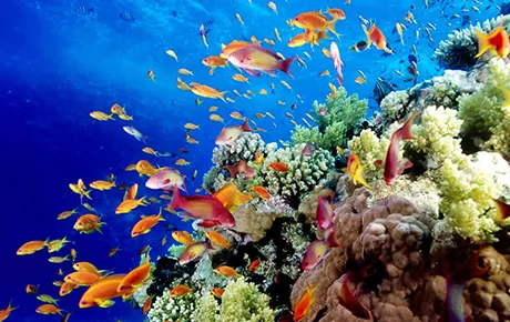 Colorful array of tropical fish swim around a reef.
