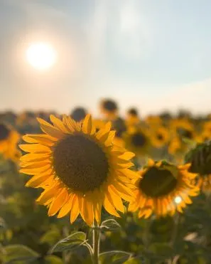 Image of Sunflowers