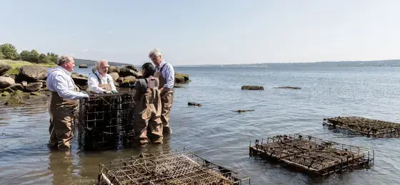 Oyster farm on campus