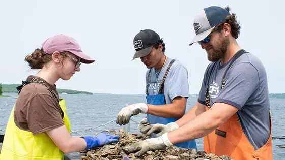 Students harvesting oysters