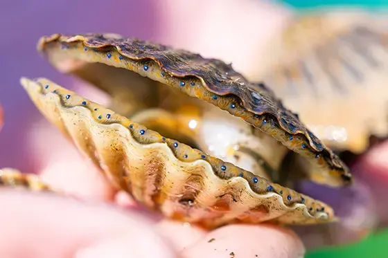 Close up of live scallop