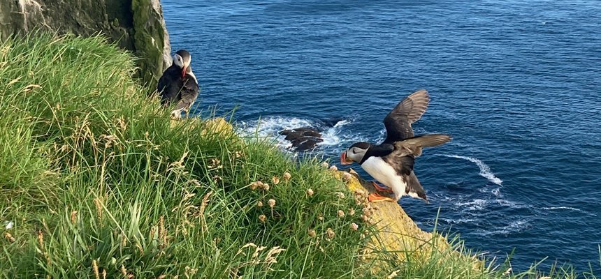 Puffins landing on a hill