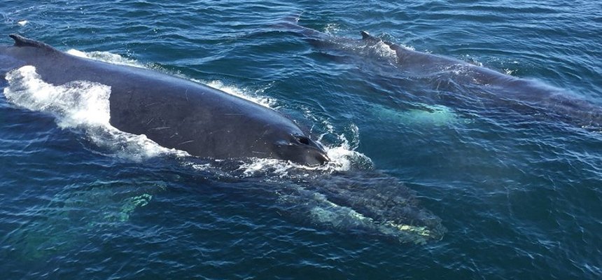 photo of humback whale from RWU Marine Biology Camp
