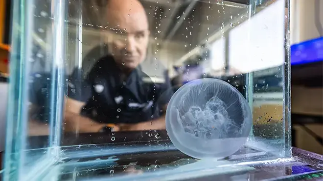 Sean Colin views a moon jellyfish in a tank.