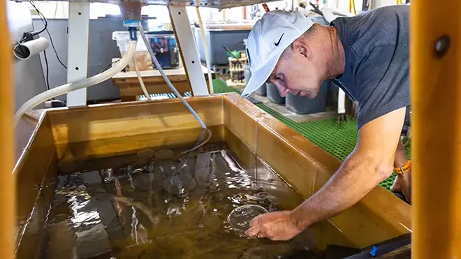 Sean observes jellies in a tank