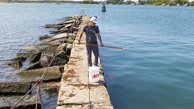 Sean Colin looks for jellyfish in Cape Cod waters.