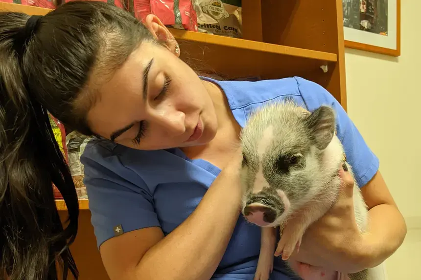 Victoria Stephenson with a pig.