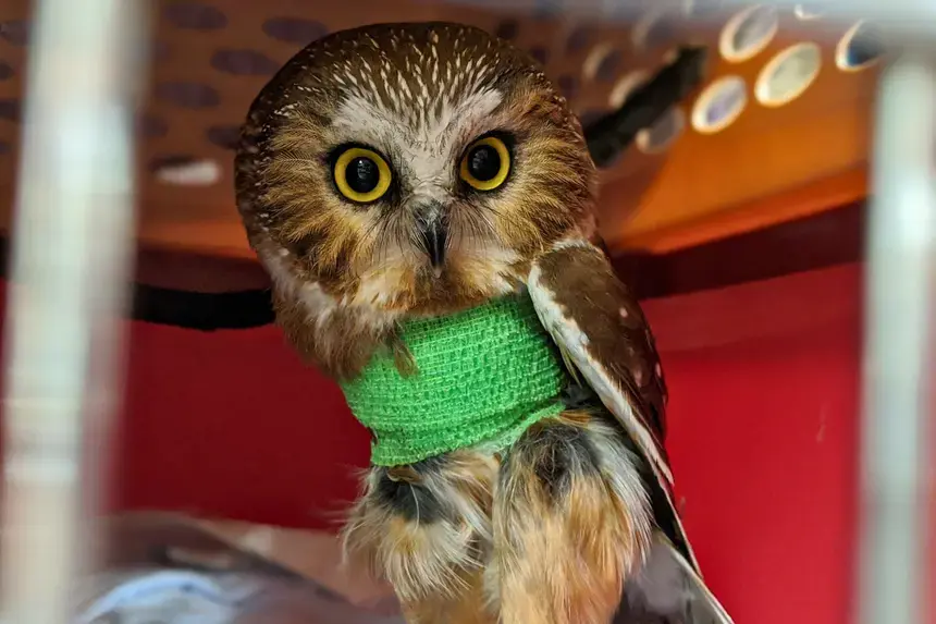 An owl.