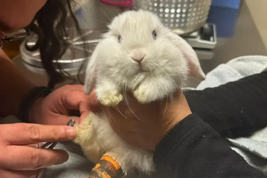 A rabbit.