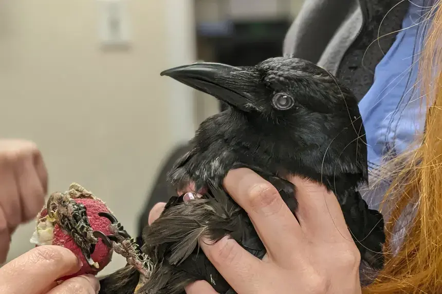 A crow.