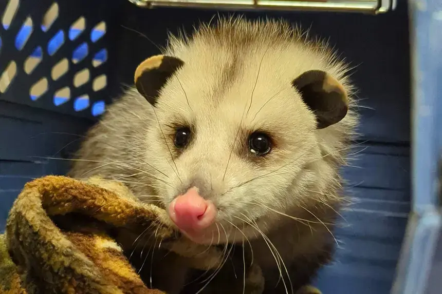 A possum.