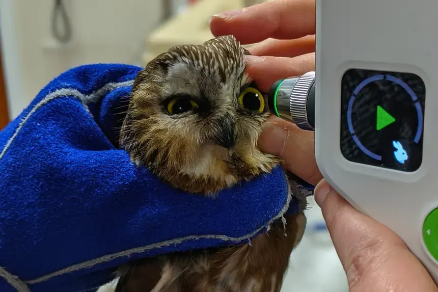 An owl.