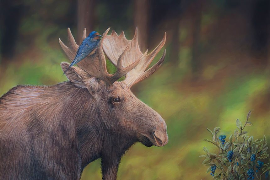 Illustration of moose and sparrow.