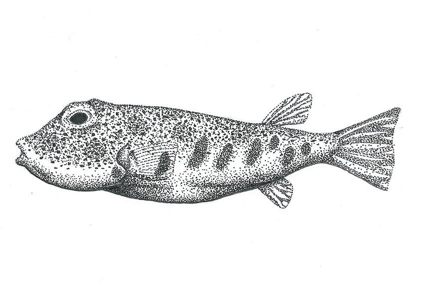 Illustration of a pufferfish.