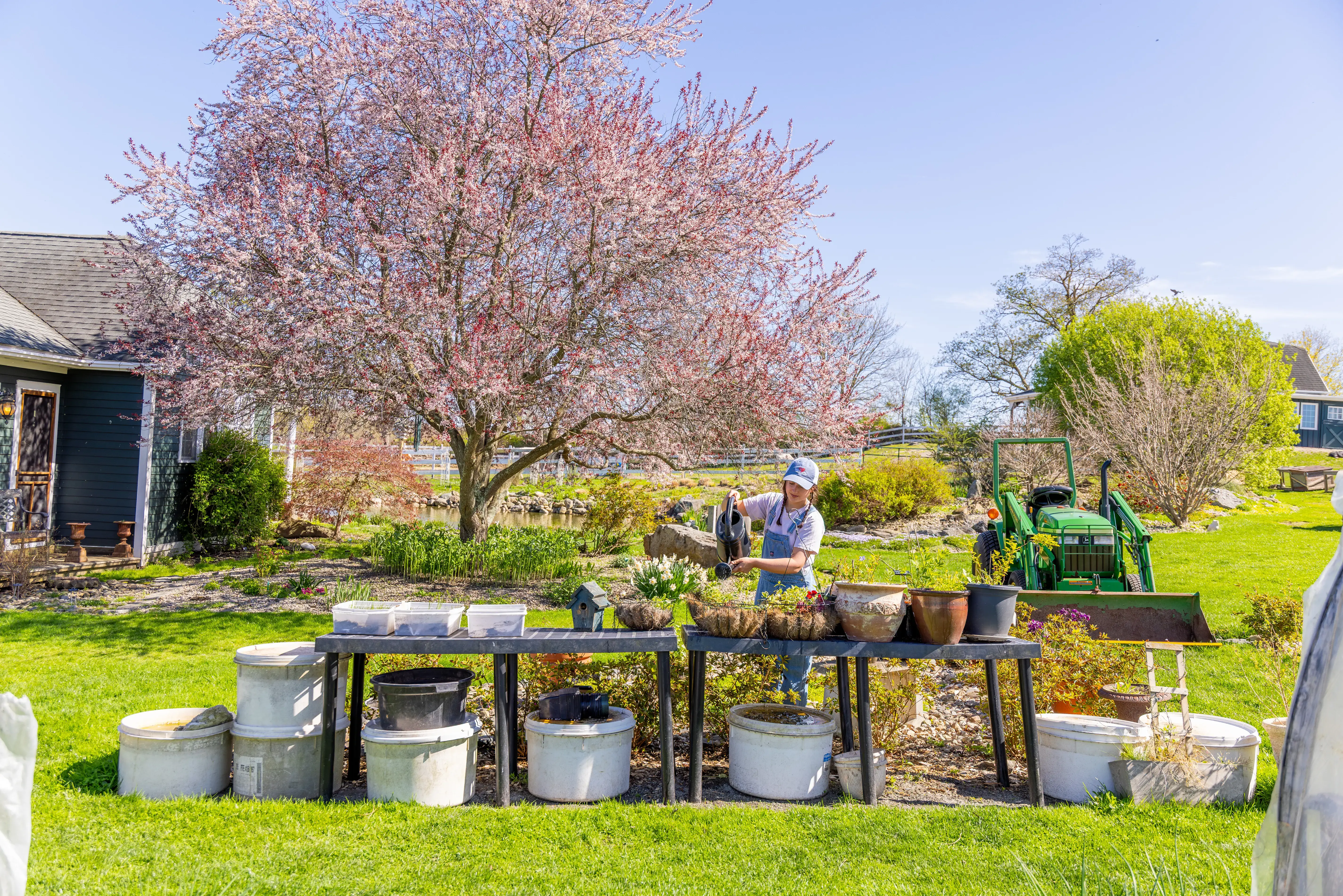 A person in overalls waters plants at a gardening table under a blooming pink tree, with a tractor nearby on a sunny day.