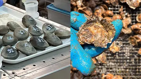 CEED Blue Fellows work with oysters and clams.